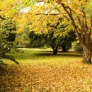 autumn leaves source image